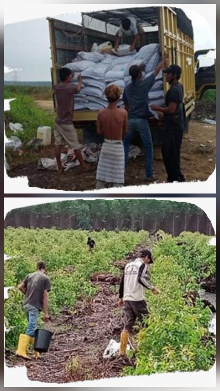 PT. ARARA ABADI (Tahun 2022) PEMUPUKAN AKASIA